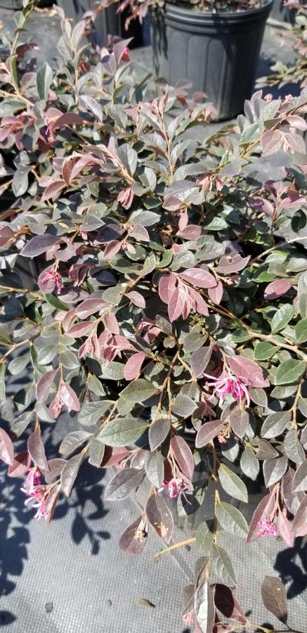 Loropetalum chinense var. rubrum 'Daruma' - Chinese Fringeflower from Gilmore Plants