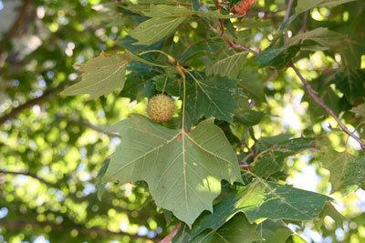 Platanus occidentalis - American Planetree from Gilmore Plants