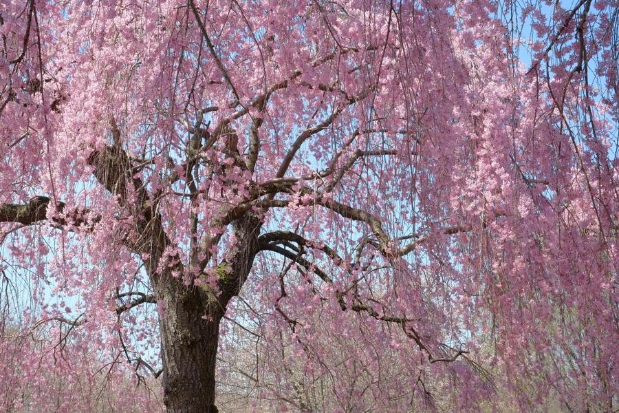 Prunus subhirtella var. autumnalis - Weeping Cherry from Gilmore Plants