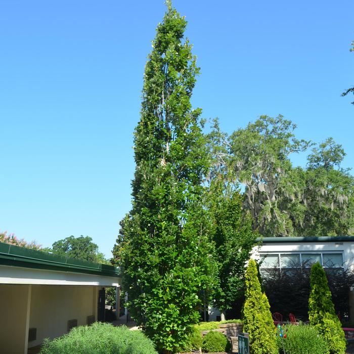 Quercus X warei Regal Prince®