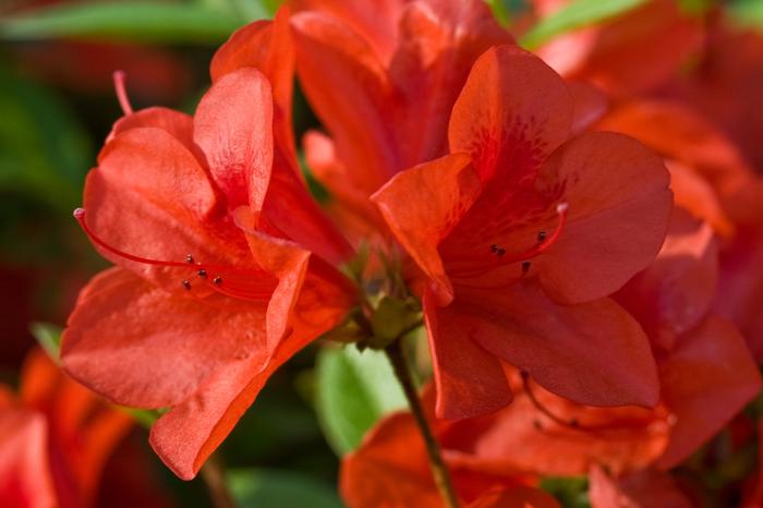 Rhododendron 'Conlen' Autumn Bravo® Encore® Azalea