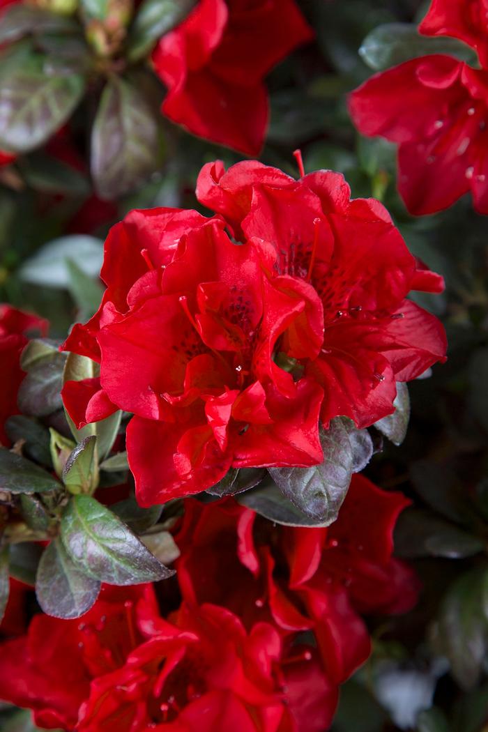 Rhododendron 'Roblez' PP28729 Autumn Fire® Encore® Azalea