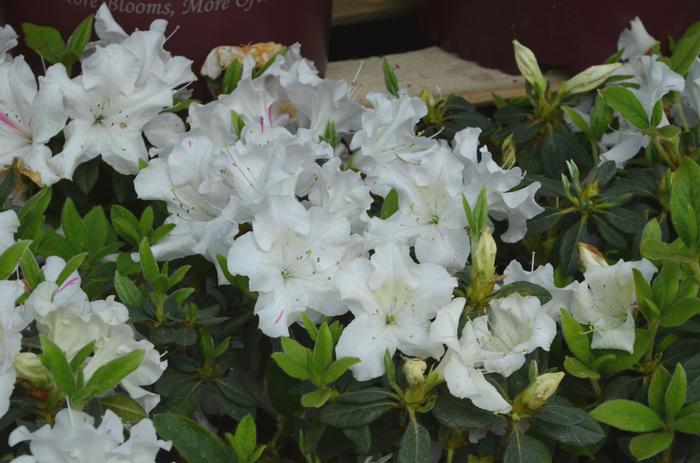 Rhododendron 'Roblex' PP25073 Autumn Lily® Encore® Azalea