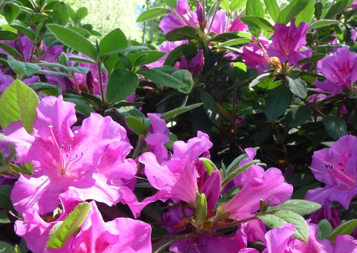 Rhododendron 'Conlec' Autumn Royalty® Encore® Azalea