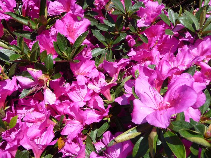 Rhododendron Southern Indica hybrid Formosa
