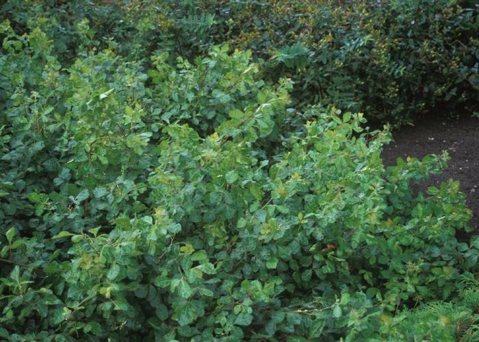 Rhus aromatica Gro-Low
