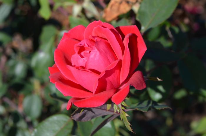 Rosa 'Radtko' PP16202 Knock Out® The Double Knock Out® Rose
