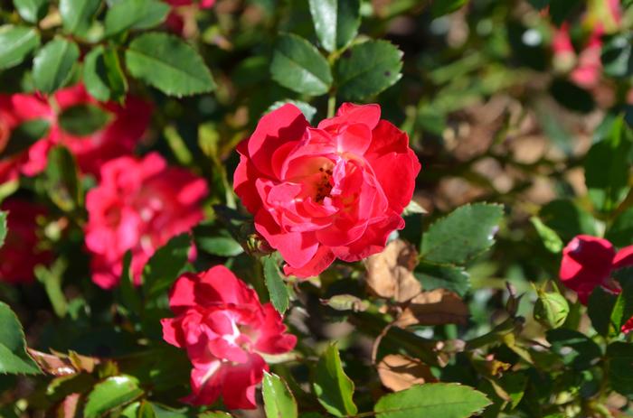 Rosa 'Meigalpio' PP17877 Red Drift® Rose