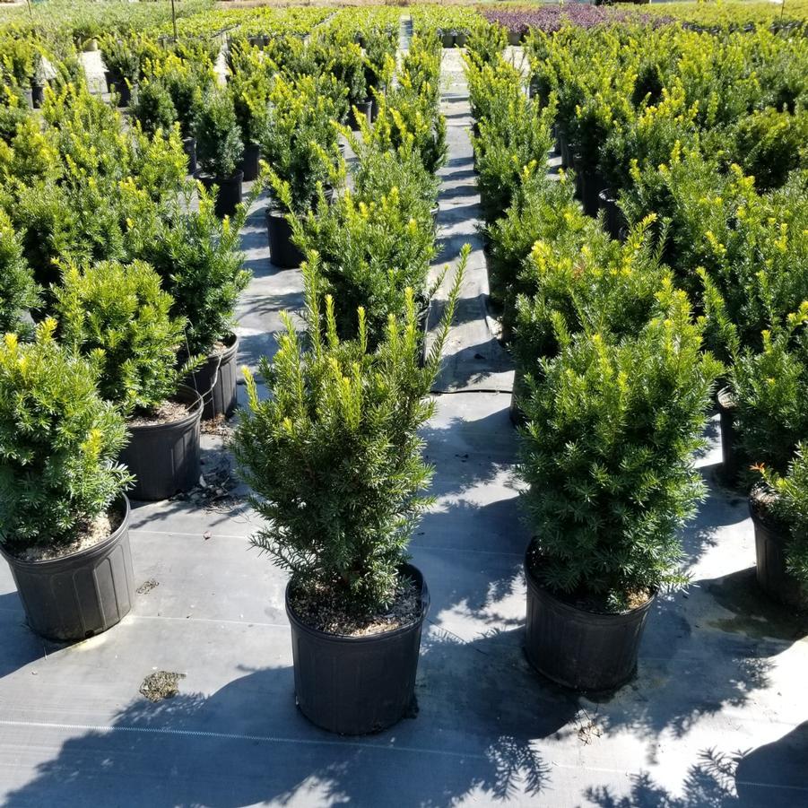 Taxus x media 'Densiformis' - Yew from Gilmore Plants