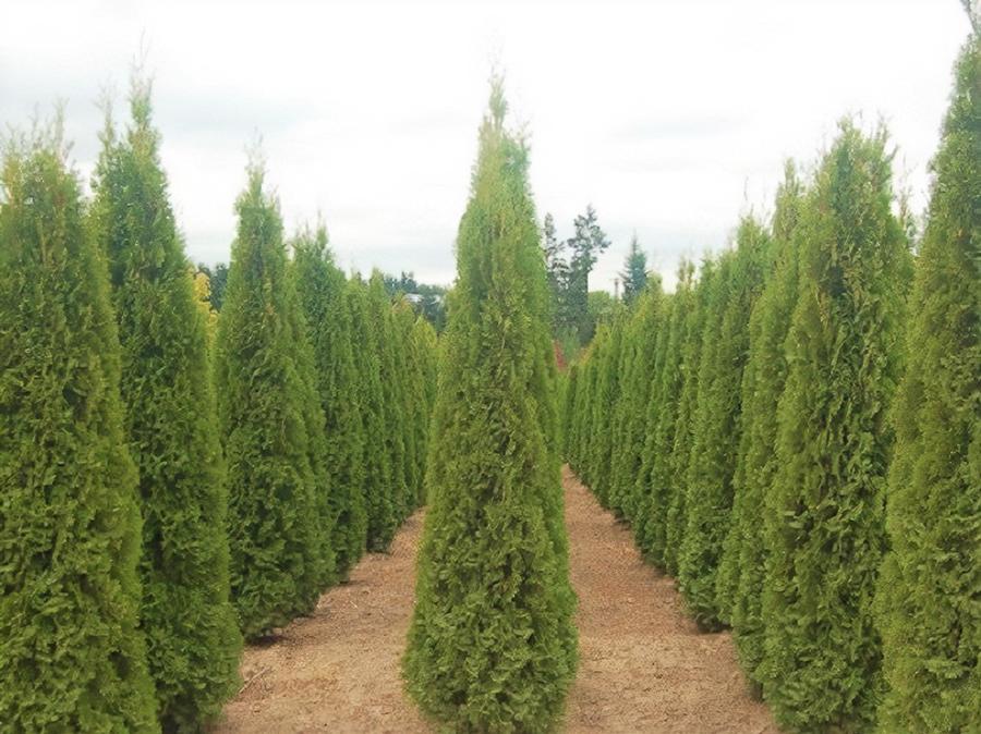 Thuja occidentalis 'Degroot's Spire' - Arborvitae from Gilmore Plants