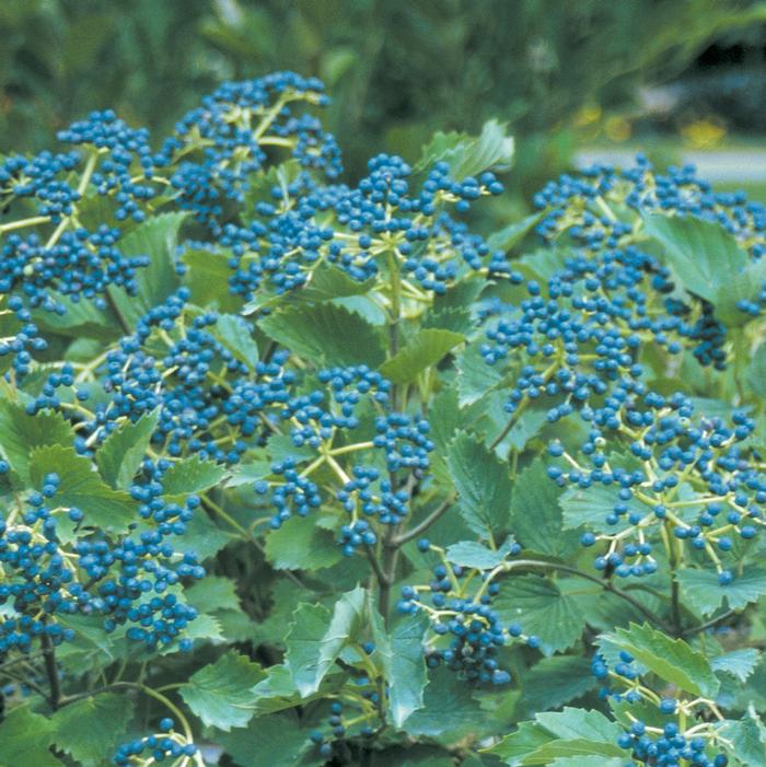 Viburnum dentatum Blue Muffin®
