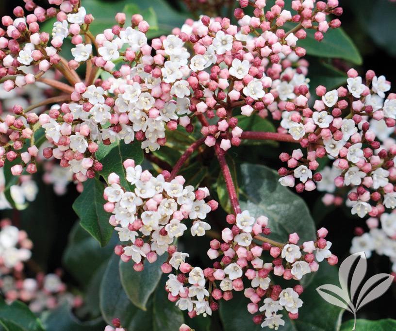 Viburnum tinus 'Spring Bouquet' - Laurustinus from Gilmore Plants