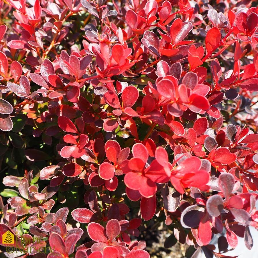 Berbis thunbergi atropurpurea 'Crimson Pygmy' - Dwarf Red Leaf Barberry from Gilmore Plants