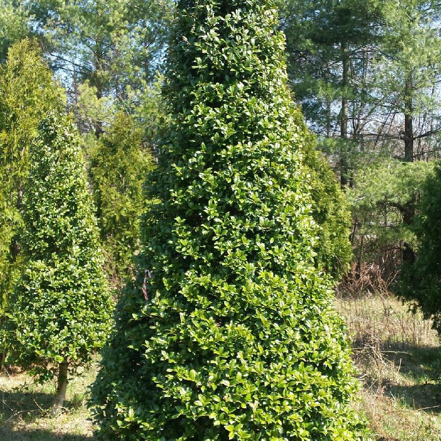 Ilex 'Mary Nell' - Holly from Gilmore Plants