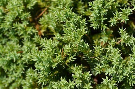 Juniperus chinensis 'Procumbens Nana' - Dwarf Procumbens Juniper from Gilmore Plants