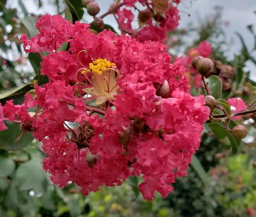 Lagerstroemia indica 'Carolina Beauty' - (Crapemyrtle) from Gilmore Plants