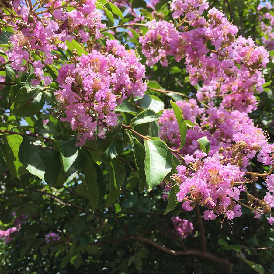 Lagerstroemia indica x fauriei 'Muskogee' - (Crapemyrtle) from Gilmore Plants