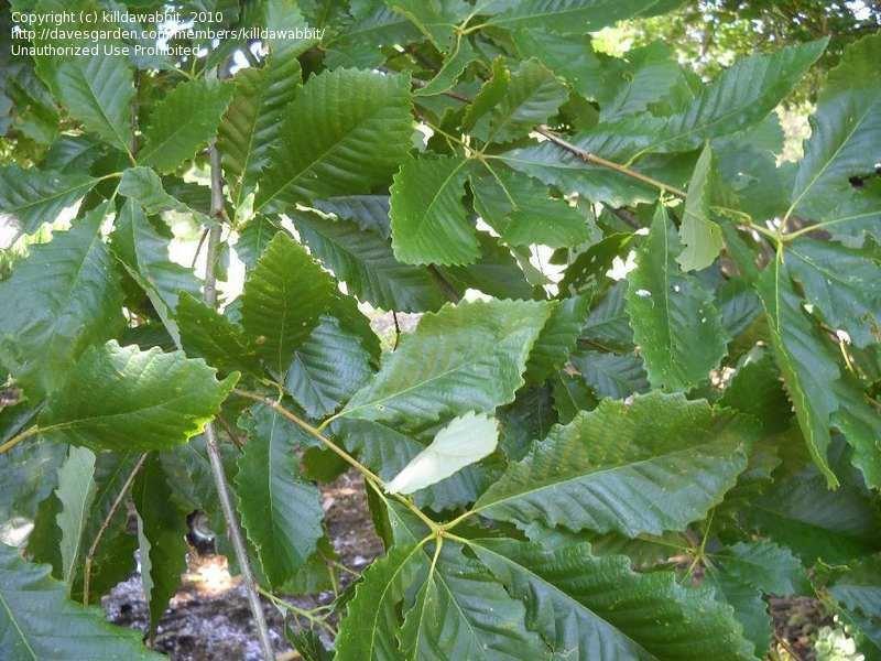 Quercus michauxii - Swamp Chestnut Oak from Gilmore Plants