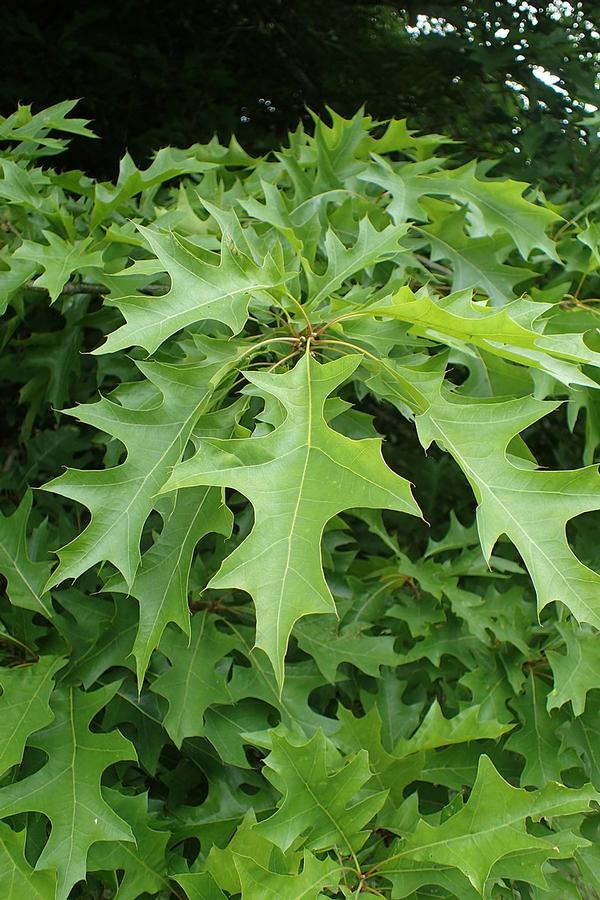 Quercus nuttallii - Nuttall Oak from Gilmore Plants