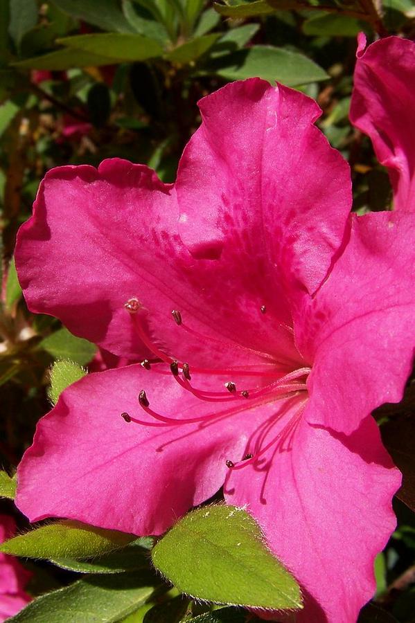 Rhododendron 'Roblee' PP15077 - Autumn Sangria® from Gilmore Plants