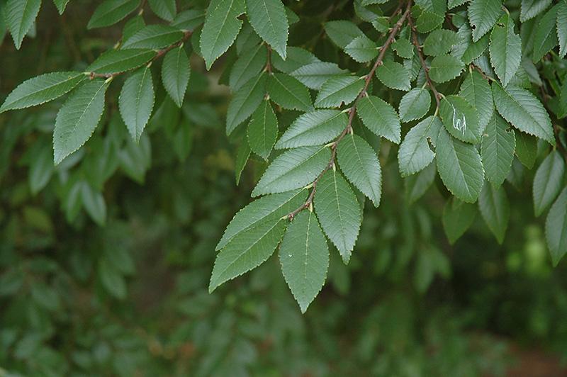 Ulmus parvifolia 'UPMTF' (PP11295) - Bosque® Lacebark Elm from Gilmore Plants