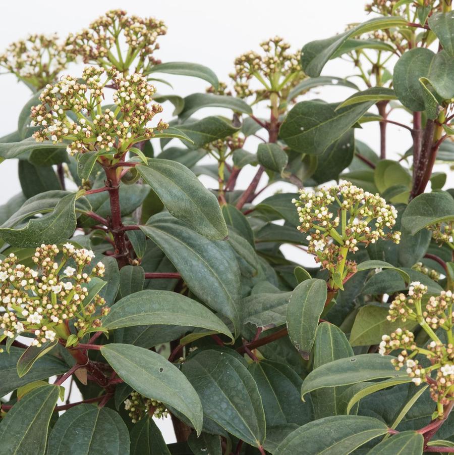 Viburnum x 'sPg-3-024' (PPAF) - Moonlit LaceĀ® Viburnum from Gilmore Plants