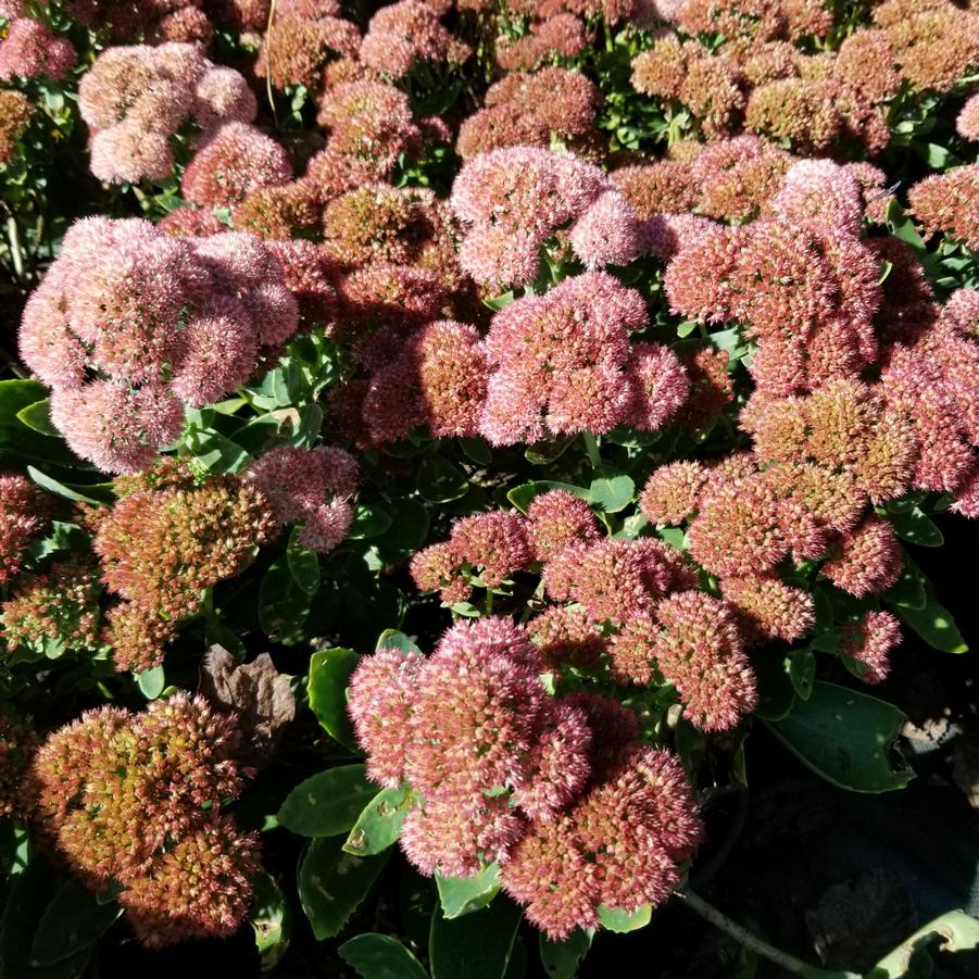 Sedum 'Autumn Joy' - from Gilmore Plants