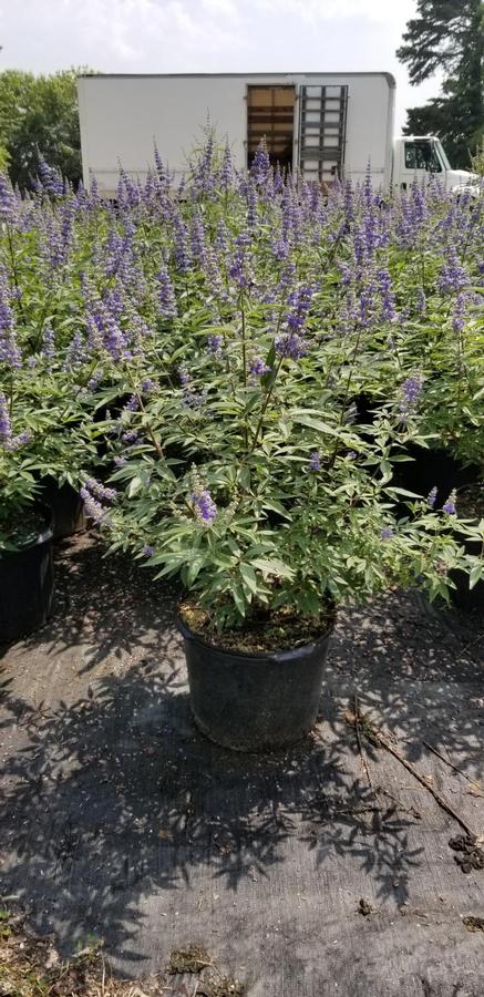 Vitex agnus-castus 'Shoal Creek' - Chaste Tree from Gilmore Plants