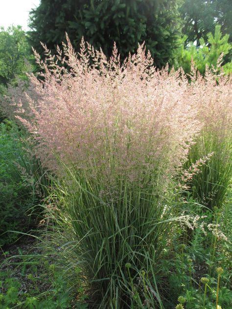 Calamagrostis x acutiflora 'Overdam' - 'Overdam' Feather Reed Grass from Gilmore Plants