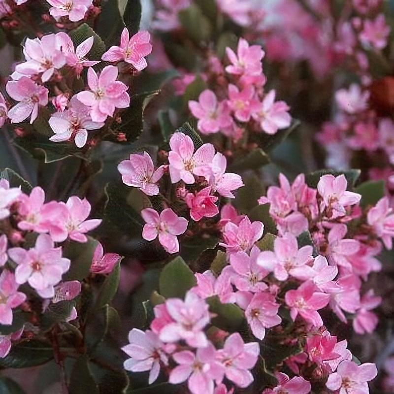 Rhaphiolepis umbellata 'Pink Lady' - Pink Indian Hawthorn from Gilmore Plants