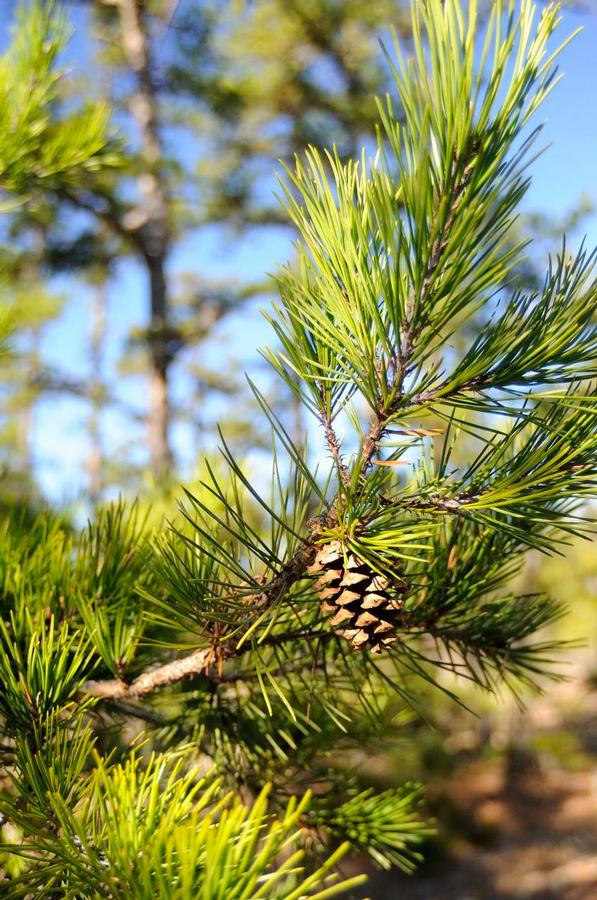 Pinus virginiana - Virginia Pine from Gilmore Plants