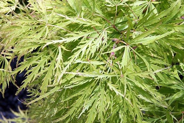 Acer palmatum var. dissectum 'Viridis' - Viridis Japanese Maple from Gilmore Plants