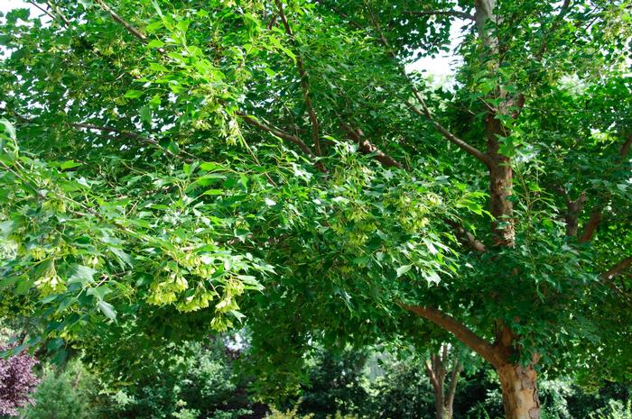 Acer buergerianum
