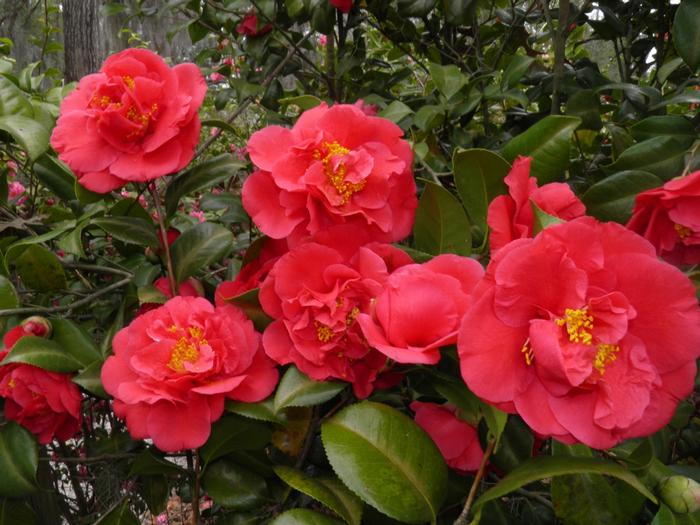 Camellia japonica Kramer's Supreme