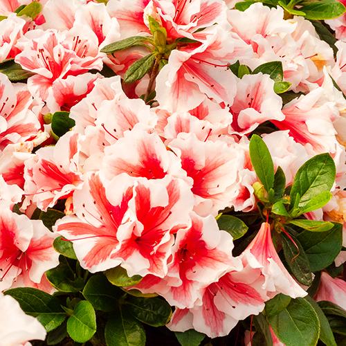 Rhododendron Hybrid 'Robleze' PP32506 'Autumn Starburst® Encore Azalea' - Autumn Starburst® Encore Azalea from Gilmore Plants