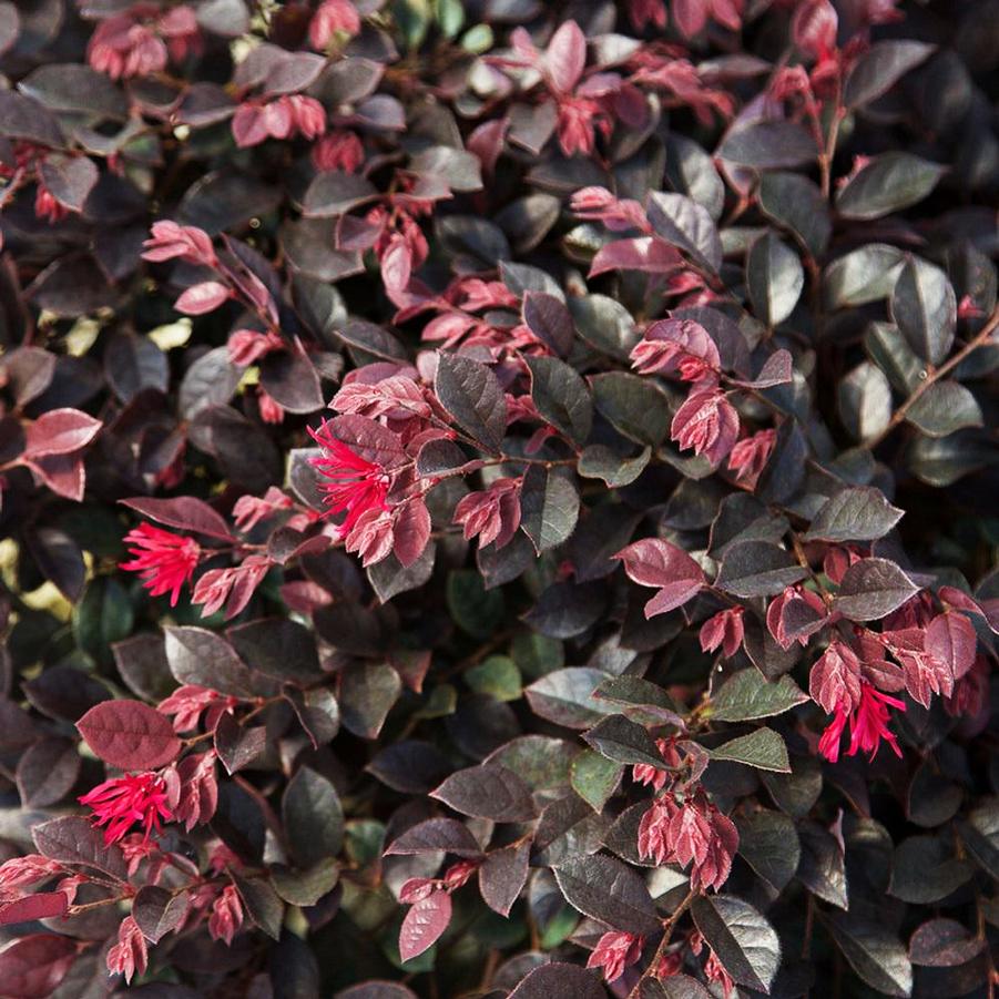 Loropetalum chinense 'PIILC-III' PP25471 'Purple Daydreamd®' - Purple Daydream Loropetalum from Gilmore Plants