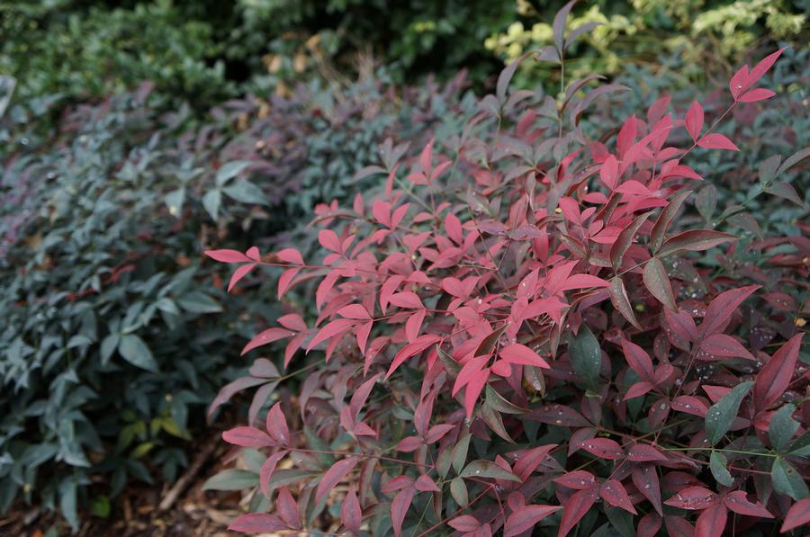 Nandina domestica ''Murasaki' PP21391' - Flirt™ Nandina from Gilmore Plants