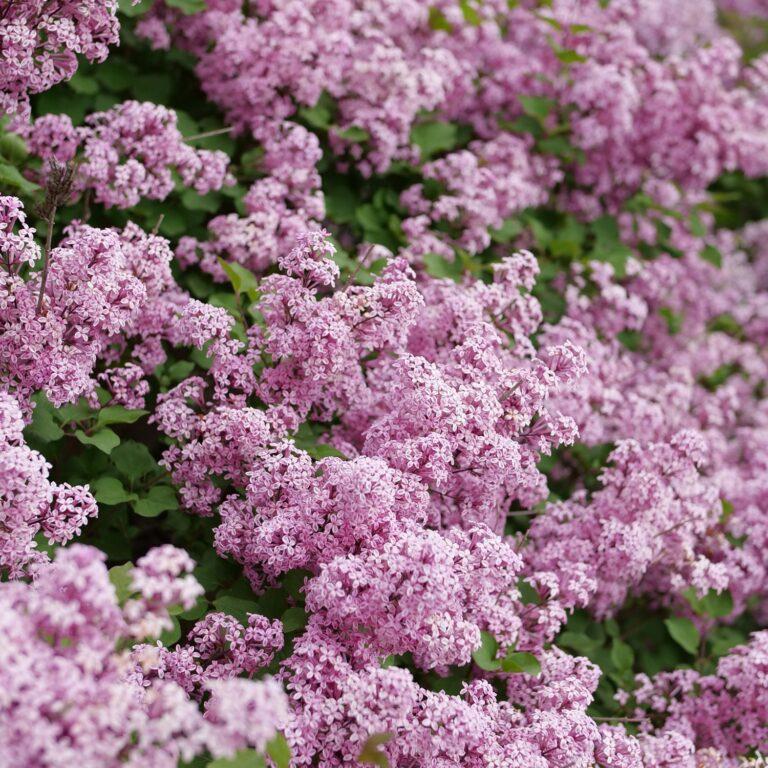 Syringa x pubescens 'SMNSPTP' 'Bloomerang® Purpink™ Lilac' - Bloomerang® Purpink™ Lilac from Gilmore Plants