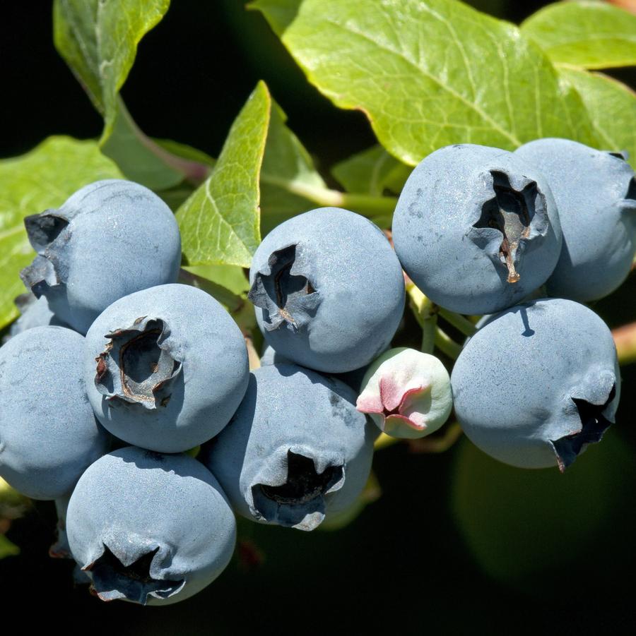 Vaccinium corymbosum 'Star' - Blueberry from Gilmore Plants