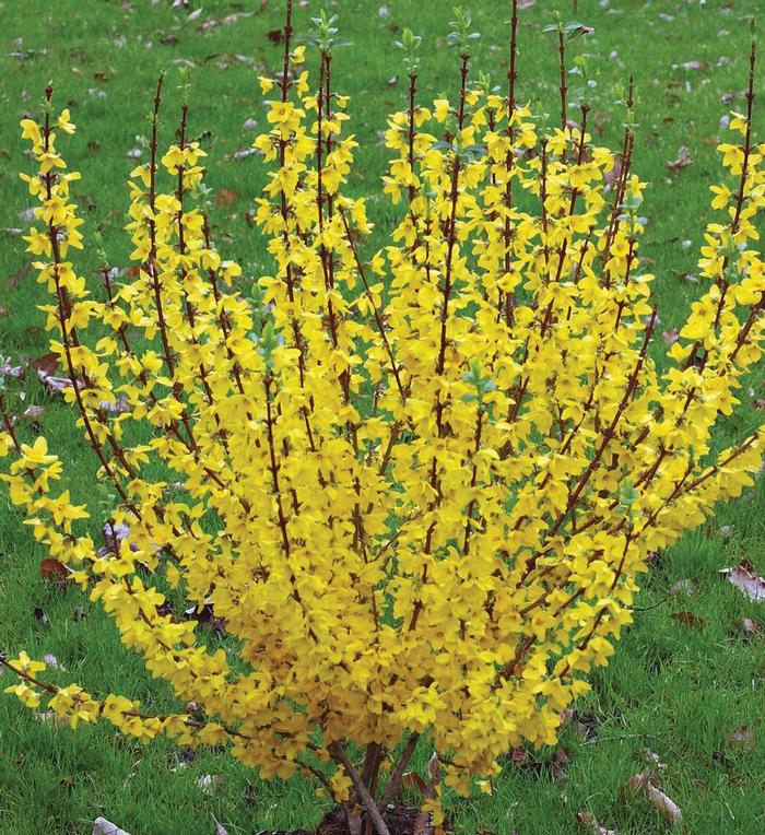 Forsythia x intermedia Show Off®