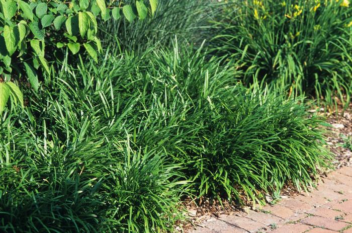 Liriope spicata