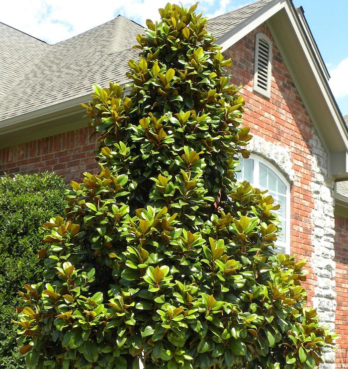 Magnolia grandiflora Teddy Bear®