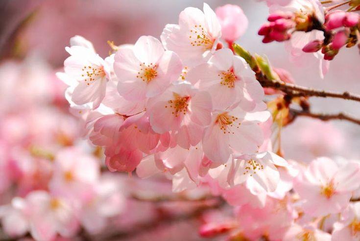 Prunus x yedoensis 'Akebono' 'Akebono' - Yoshino Cherry from Gilmore Plants