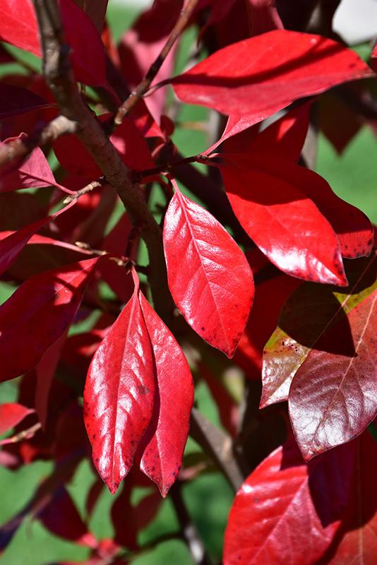 Nyssa sylvatica 'NSUHH' PP22951 - Green Gable™ Black Gum from Gilmore Plants