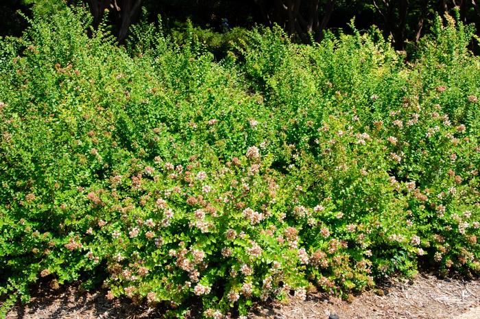 Abelia x chinensis Rose Creek