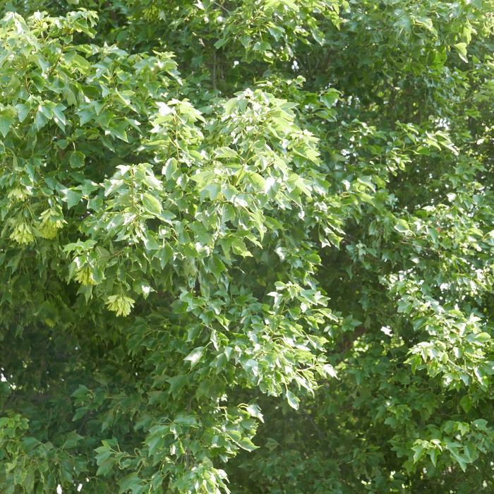Acer buergerianum 'Aeryn®' - Trident Maple from Gilmore Plants