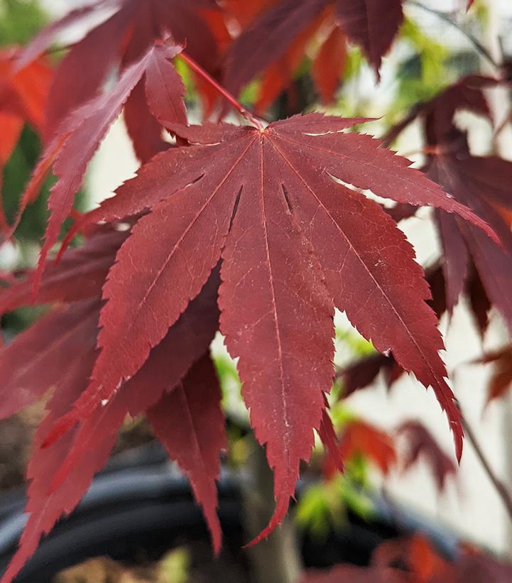 Acer palmatum var. atropurpureum 'Bloodgood' - Japanese Maple from Gilmore Plants
