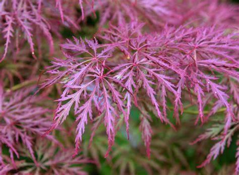 Acer palmatum var. dissectum 'Crimson Queen' - Japanese Maple from Gilmore Plants