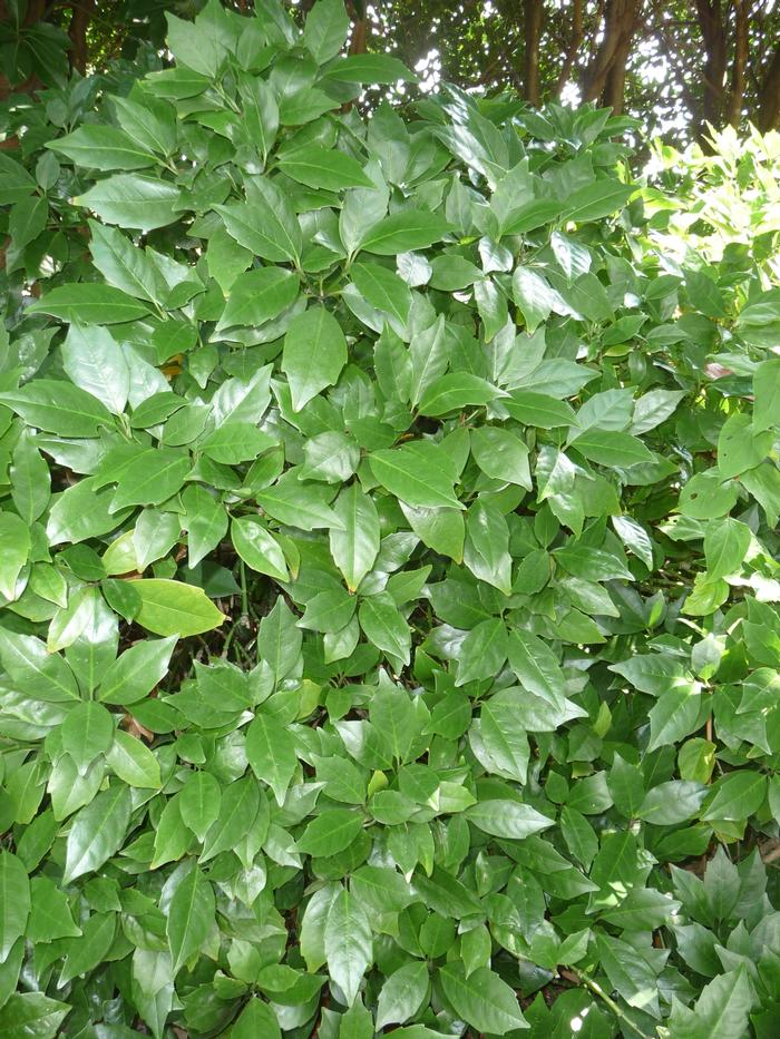 Aucuba japonica Rozanne