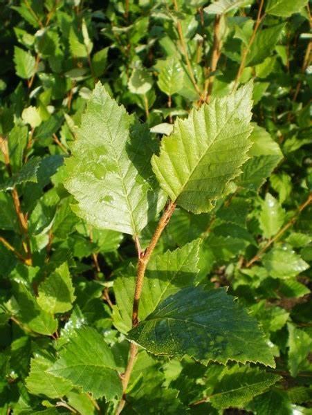 Betula nigra 'Dura Heat®' - Birch from Gilmore Plants